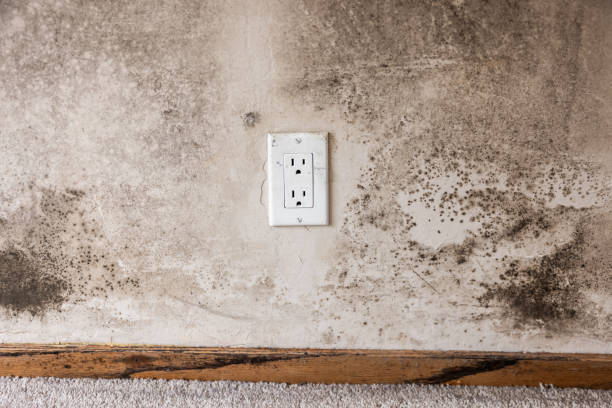Best Mold Removal for HVAC Installations  in Stro Valley, CA