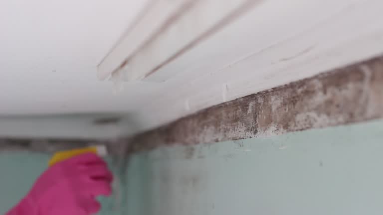 Best Real Estate Mold Inspection  in Stro Valley, CA